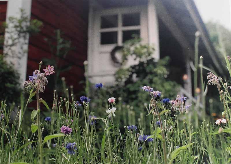 Pörriäisten puuhamaa postikortti postikortti Kaurilan Sauna 